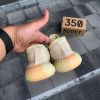 Кроссовки Adidas Yeezy Boost 350 V2 Antlia Reflective